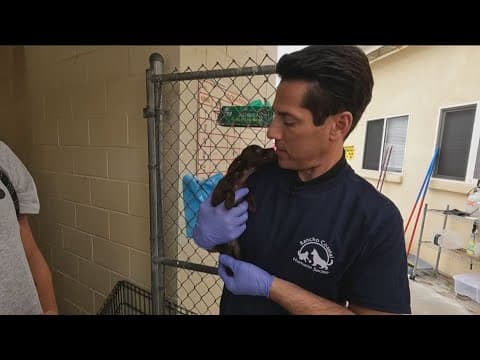 Eric gets the oppurrtunity to work at an animal shelter | Trading Places