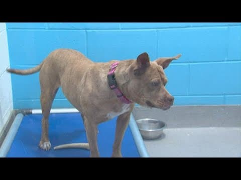 CHOICES helps domestic violence survivors, and their pets, with fresh start