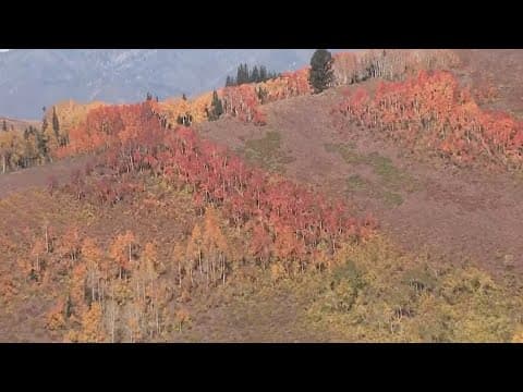 Fall colors are starting to pop-up nationwide, should be in the Smokies soon