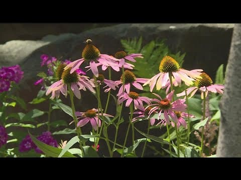 Volunteers make a difference in St. Paul parks