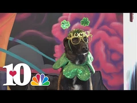 Dogs get in the St. Patrick's Day spirit at Hi-Wire Brewery