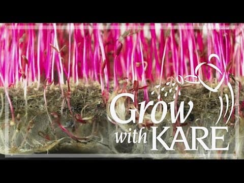 Grow with KARE: Top 3 mistakes when planting seedlings