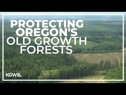 Thousands testify in support of federal protections for Oregon’s old growth trees