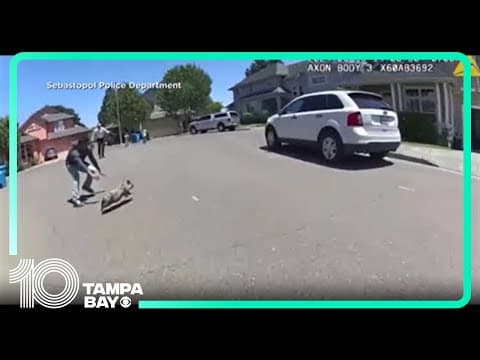 Runaway piglet evades California police