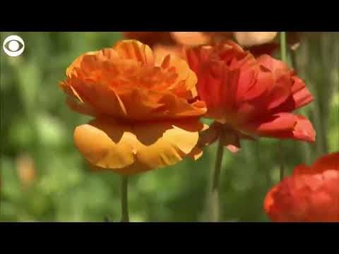 Tens of millions of flowers in bloom at Carlsbad Flower Fields in California