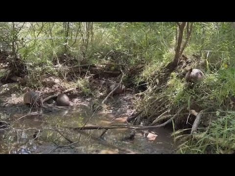 Nine-banded armadillo quadruplets spotted at Inks Lake State Park