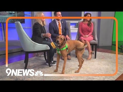 Petline9: Silky is a beautiful, athletic dog that's full of energy