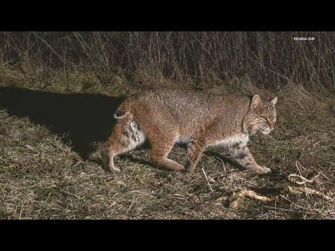 Indiana will allow hunters to trap and snare bobcats in 40 counties