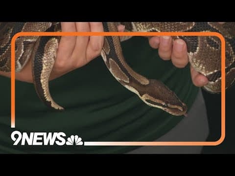 'Boo at the Zoo' brings creepy-crawly visitors to Denver