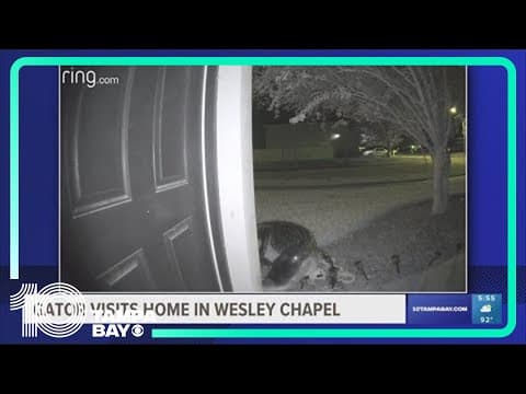 Video: Large gator walks up to Wesley Chapel home in middle of the night