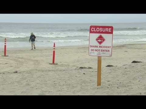 DNA test results for shark that bit man swimming at Del Mar beach