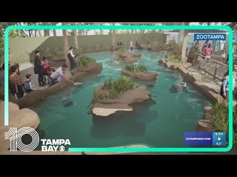 ZooTampa says soon, you'll be able to wade in the water with stingrays