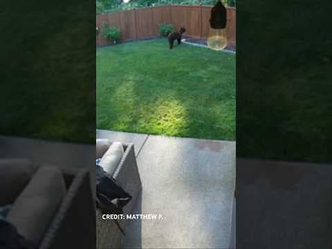RAW: Bear spotted walking through backyard at Puyallup home Monday morning