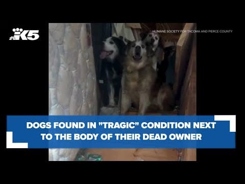 Nine dogs found in 'tragic' conditions along with owner who was dead for 12 days