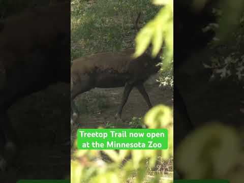 Check out the new Treetop Trail at the #Minnesota Zoo! #KARE11 #shorts