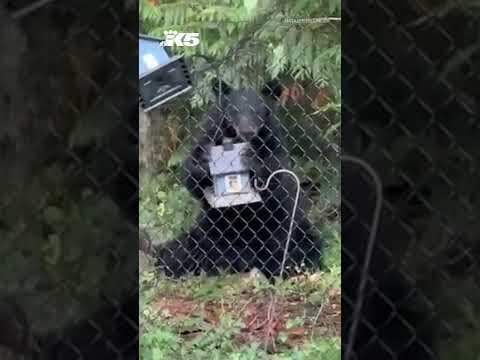 Bear steals bird feeder in Washington