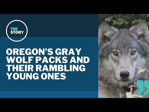 The state-spanning travels of Oregon's gray wolves