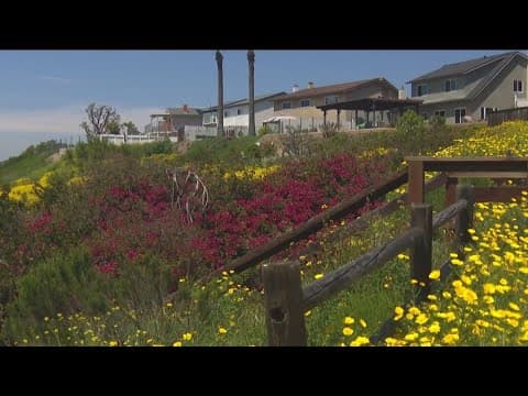 Wildflowers blooming everywhere across San Diego County