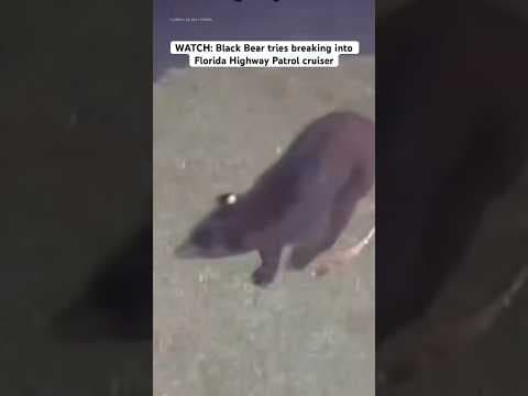 WATCH: A black bear tries breaking into a Florida Highway Patrol cruiser.