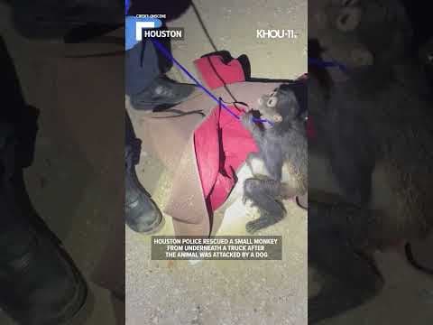 'Pretty rare one' | Monkey rescued from underneath truck by Houston police #shorts