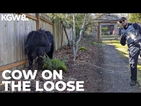 Eugene cow earns 'Houdini' title after escaping police chase