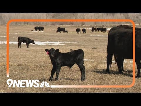 New CPW program aims to protect livestock from wolves