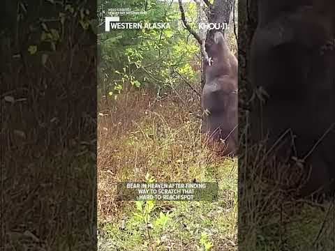 Bear in Alaska a happy camper after finding the perfect tree for a good back scratch #shorts