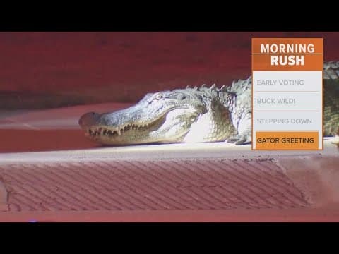 Massive gator spotted in a Houston suburb