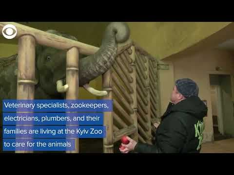 Staff at zoos in Ukraine stay behind to care for animals