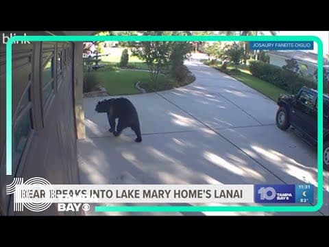3-legged bear breaks into screened-in lanai, drinks White Claw seltzers before leaving