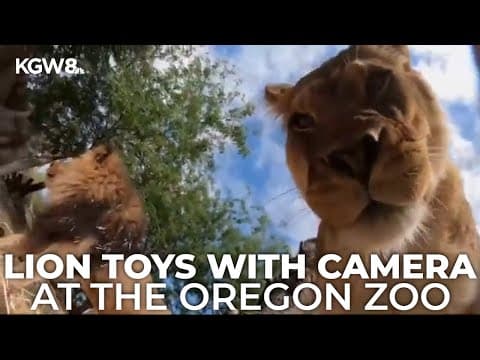 Oregon Zoo lions turn camera into toy