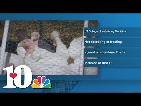Bird flu outbreak prompts public health warnings, safety measures in Tennessee