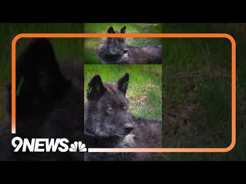 Colorado Will Try to Relocate New Wolf Pack