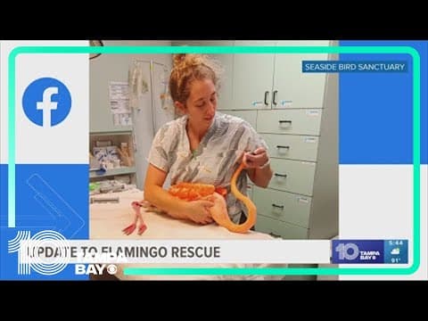 Flamingo rescued in water off St. Pete Beach making progress, SPCA Tampa Bay says