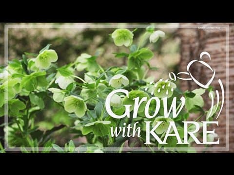 Grow with KARE: A brand new hellebore