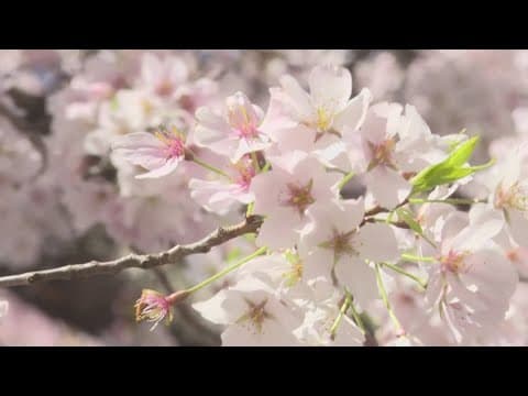 Here's when the DC region will see Peak Bloom, according to the National Park Service
