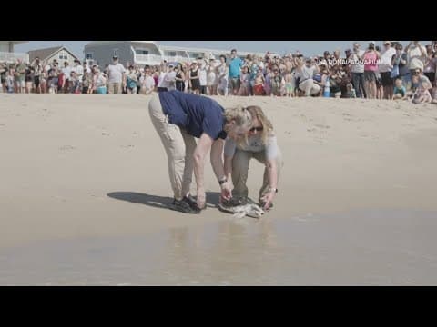 Two rehabilitated sea turtles released in Ocean City after months of treatment