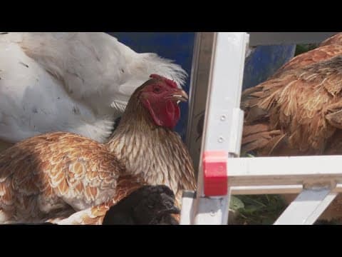 Colorado confirmed the first case of bird flu in a human in more than 2 years