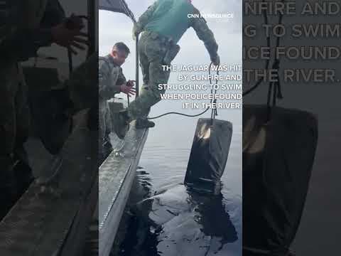 Wounded jaguar rescued in Amazonas