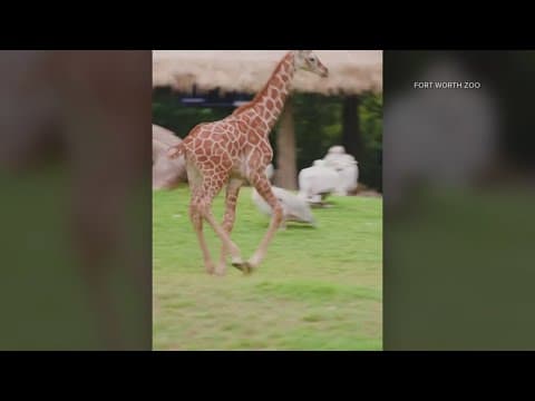 Fort Worth Zoo debuts baby giraffe!