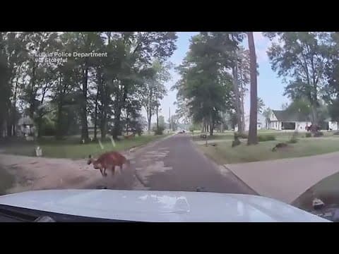 Police in Texas chase down escaped kangaroo
