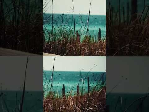 Florida Beaches Close After Back-to-Back Shark Attacks