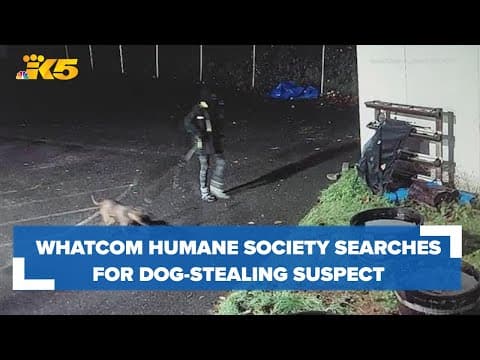 Whatcom Humane Society searches for dog-stealing suspect
