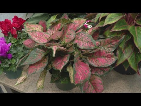 Pat Sullivan's tips for house plants