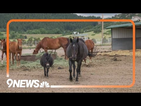 70 horses rescued from neglect, starvation in rural Colorado