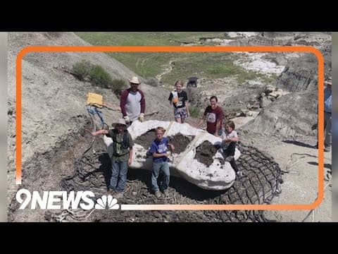 'Teen Rex' now on display at Denver Museum of Nature and Science