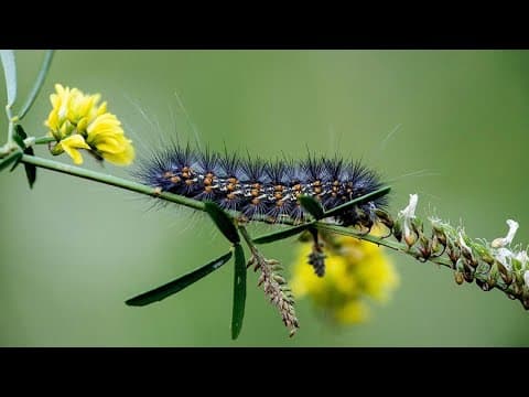 Furry black bugs scurrying around Houston are harmless, experts say