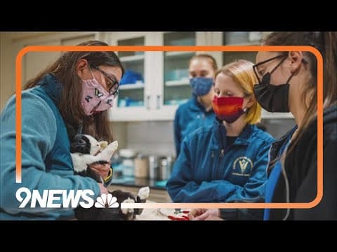 CSU aims to help fill shortage of veterinarians