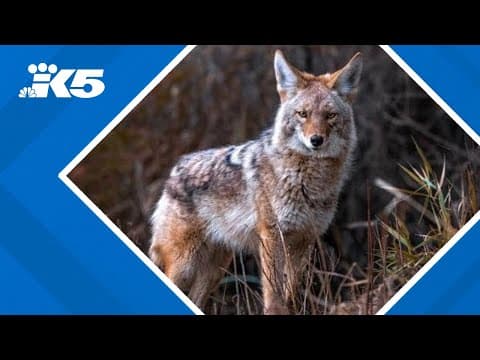 Series of coyote attacks in Bellevue