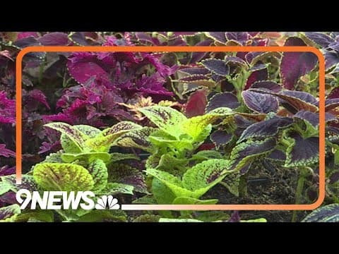 Proctor's Garden: Protect pots and plant cuttings